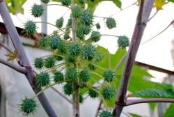 유기농직영농장